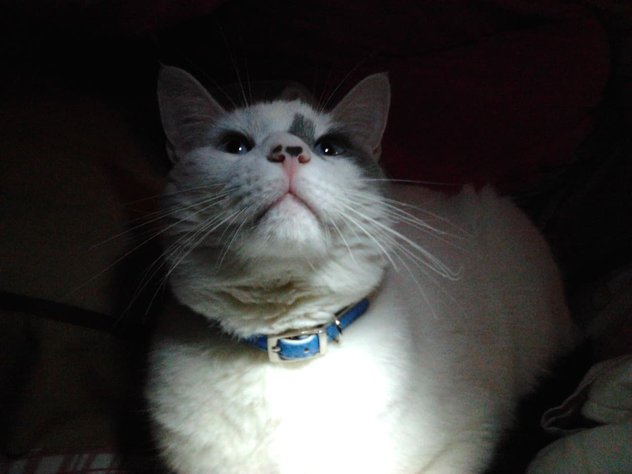A random cat